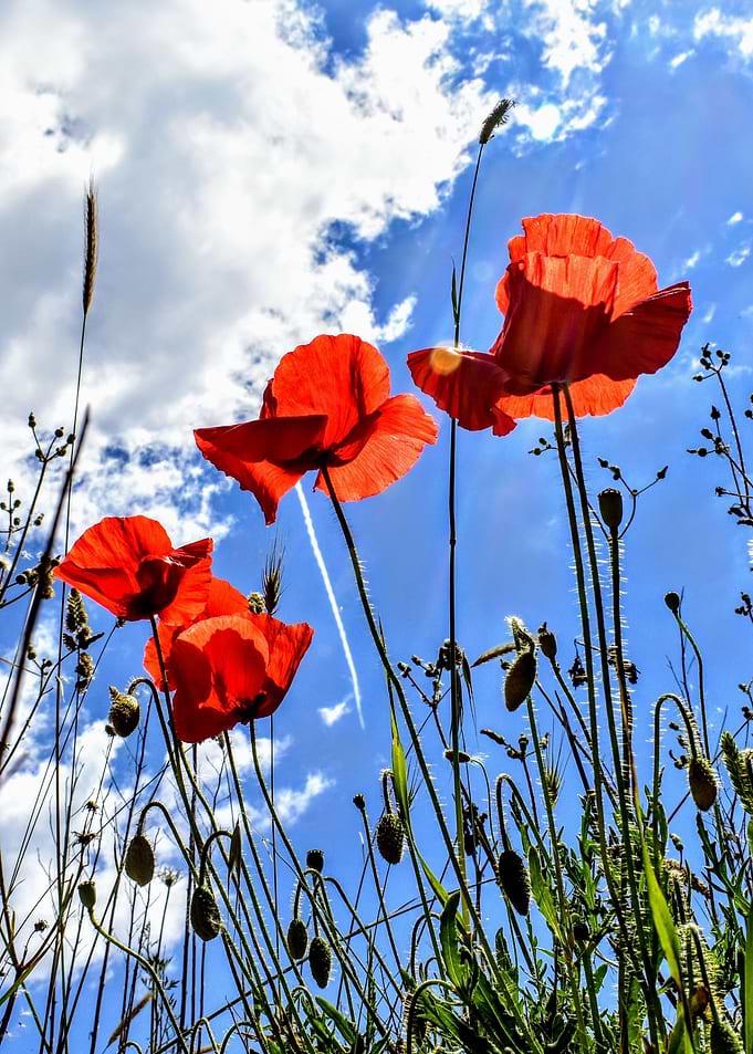 Beautiful Poppies