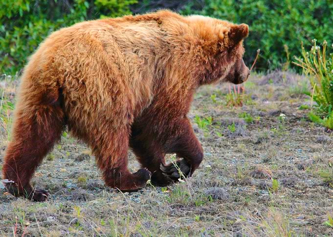 Grizzly Bear trudges off