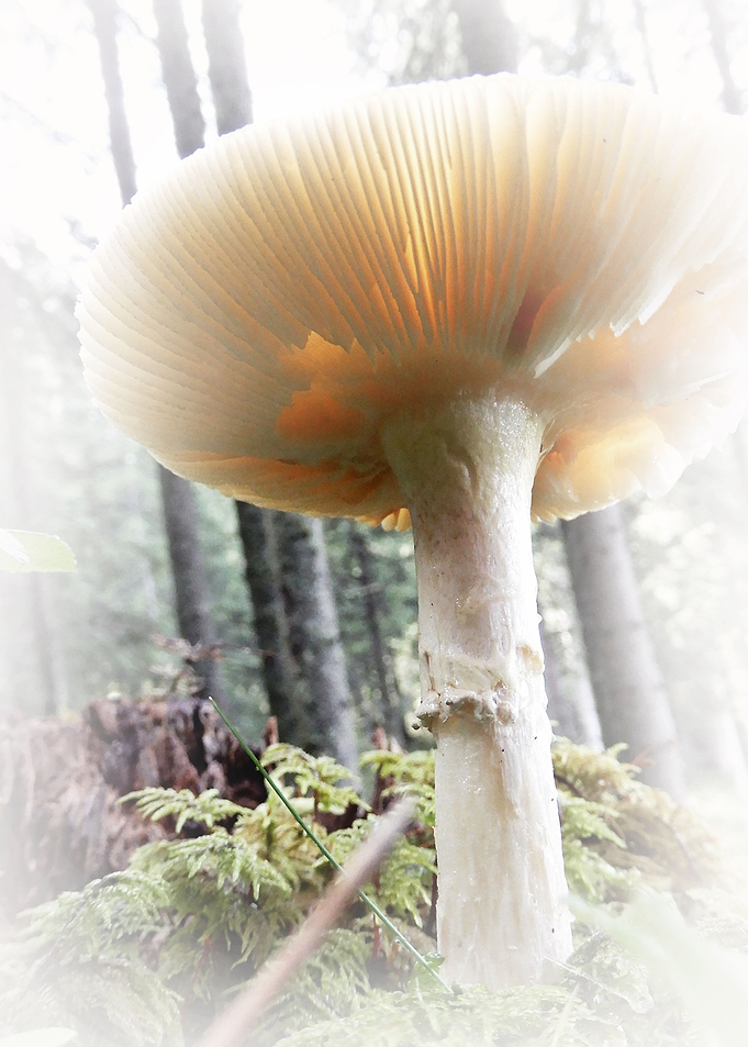 mushrooms a soft touch