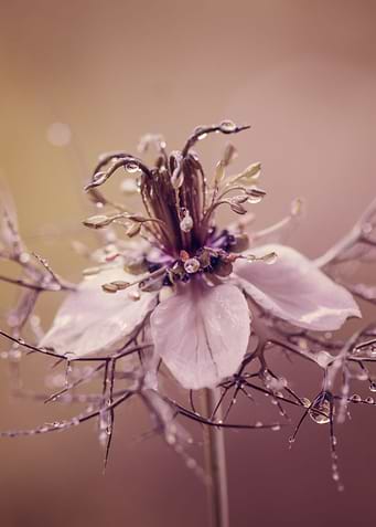 Nigella