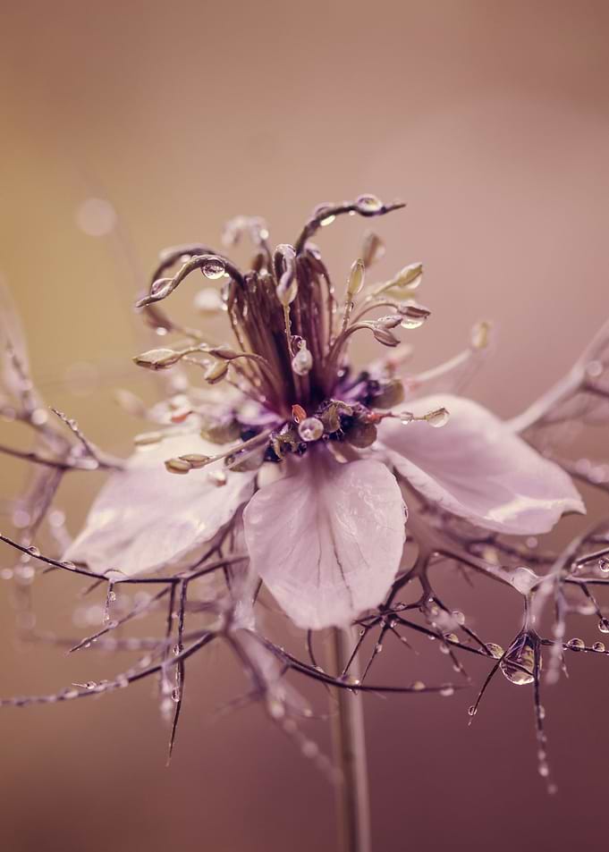 Nigella