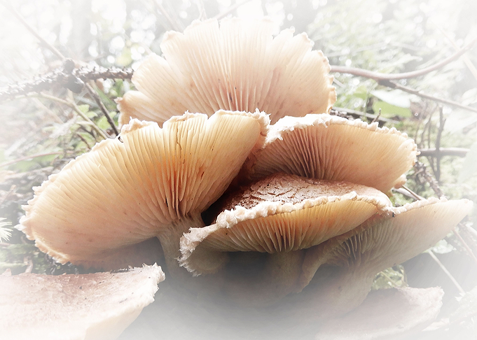 mushrooms a soft touch