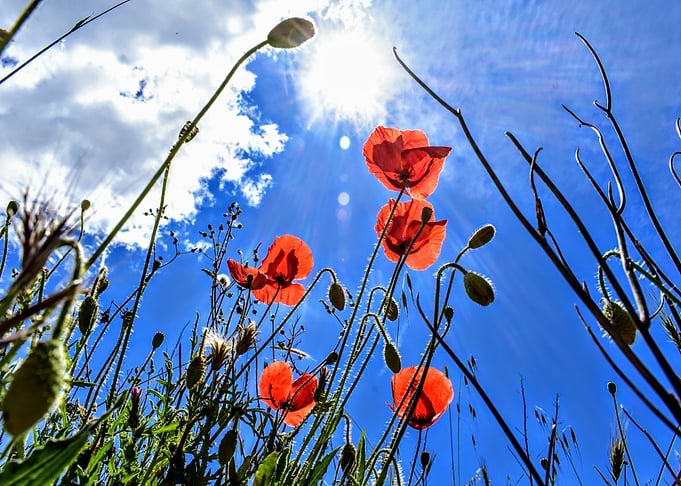 Beautiful Poppies