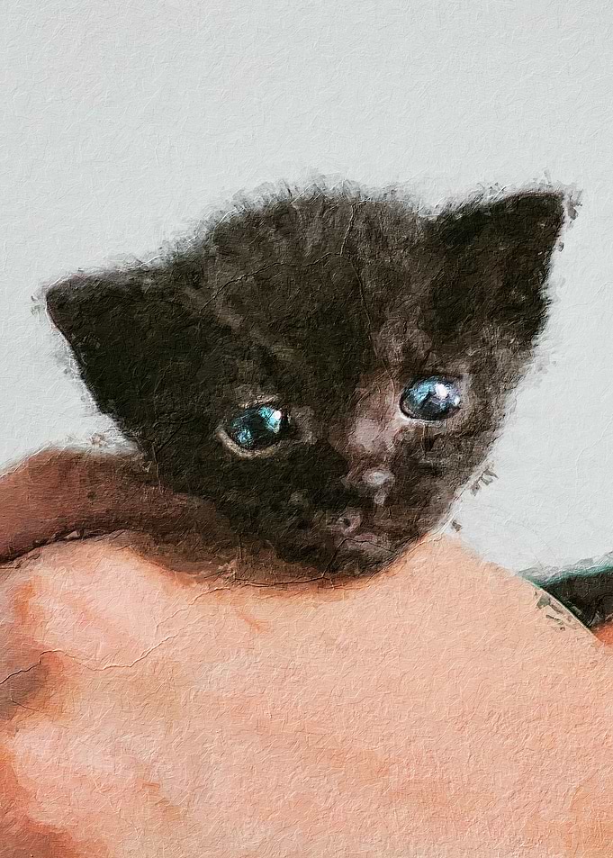 Poor little kitten blue