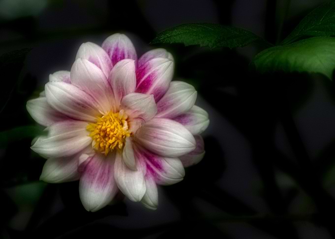 Flower6