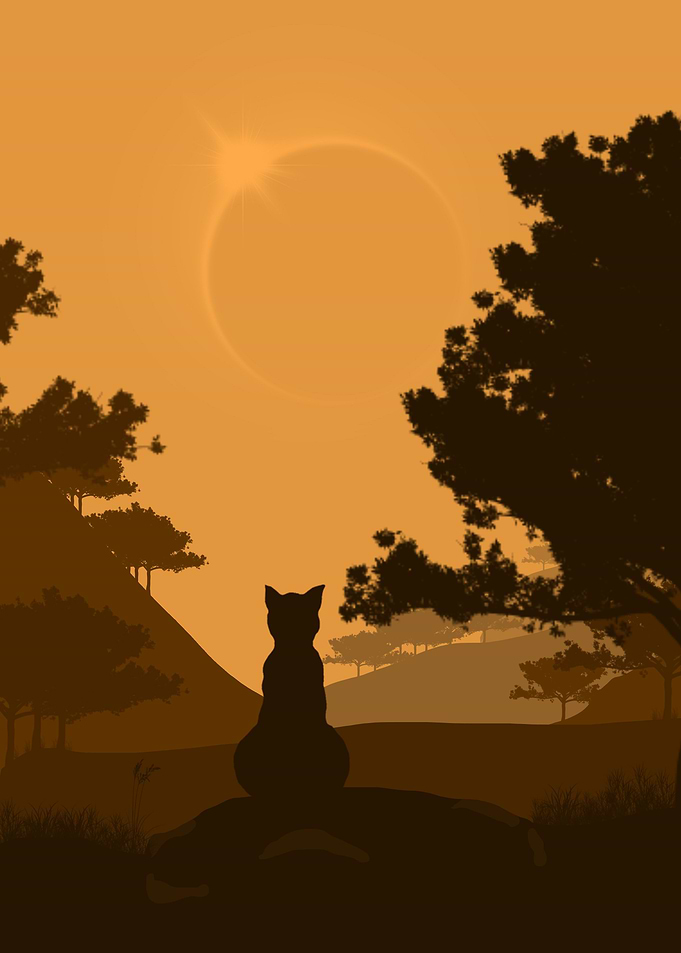 Into the sunset
