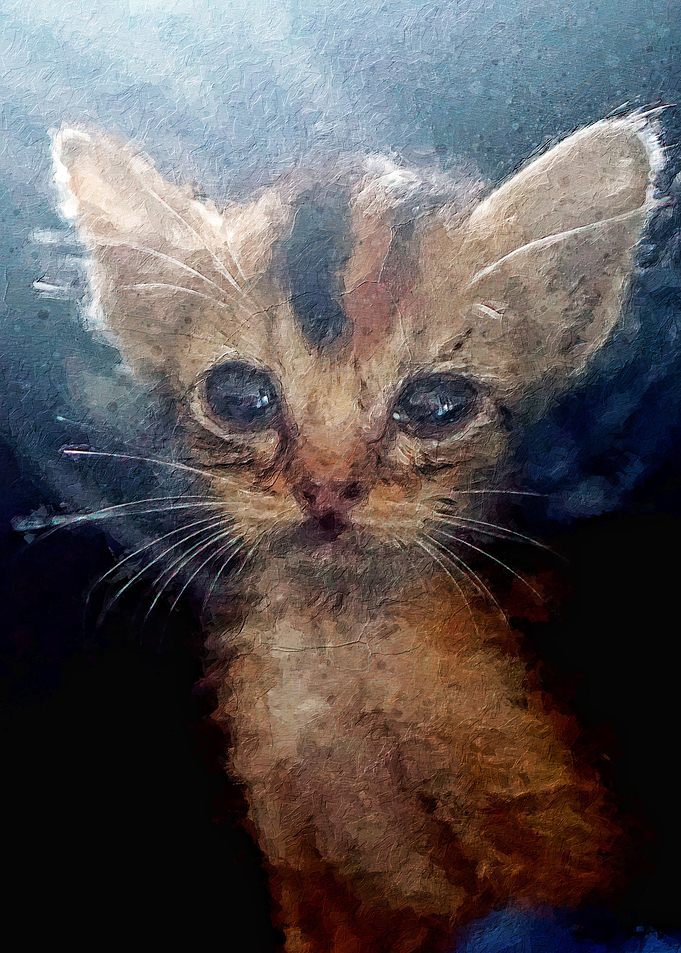 Kitten wattery eyes tears