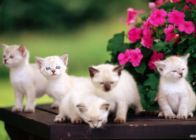 white little Cat
