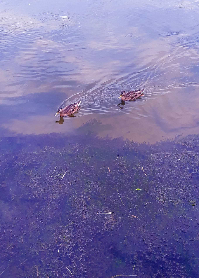 Going for food