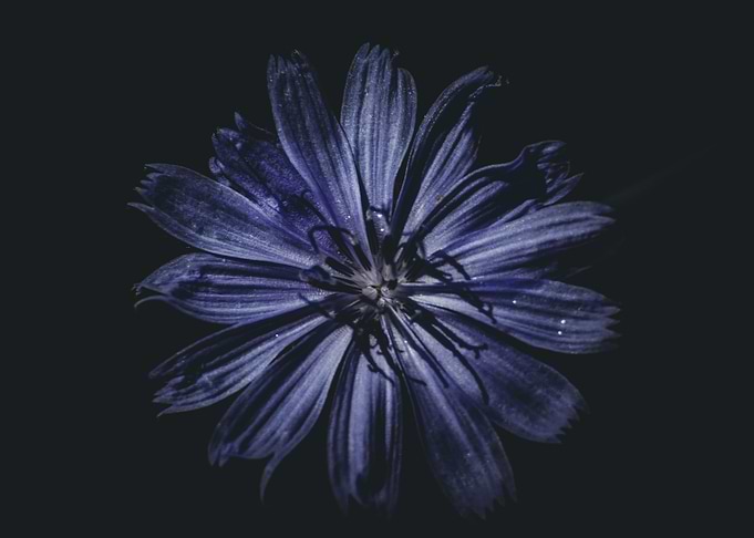 Flower 1