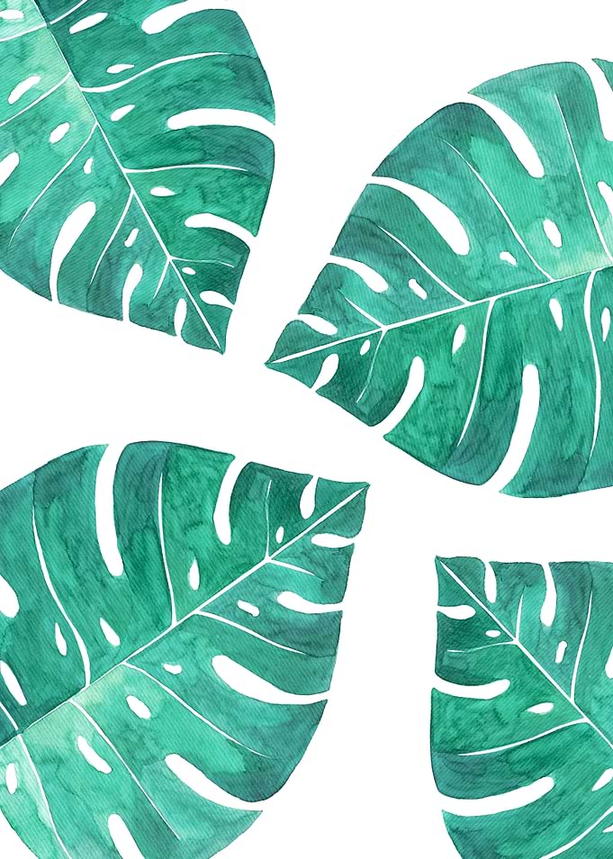 Monstera Leaves