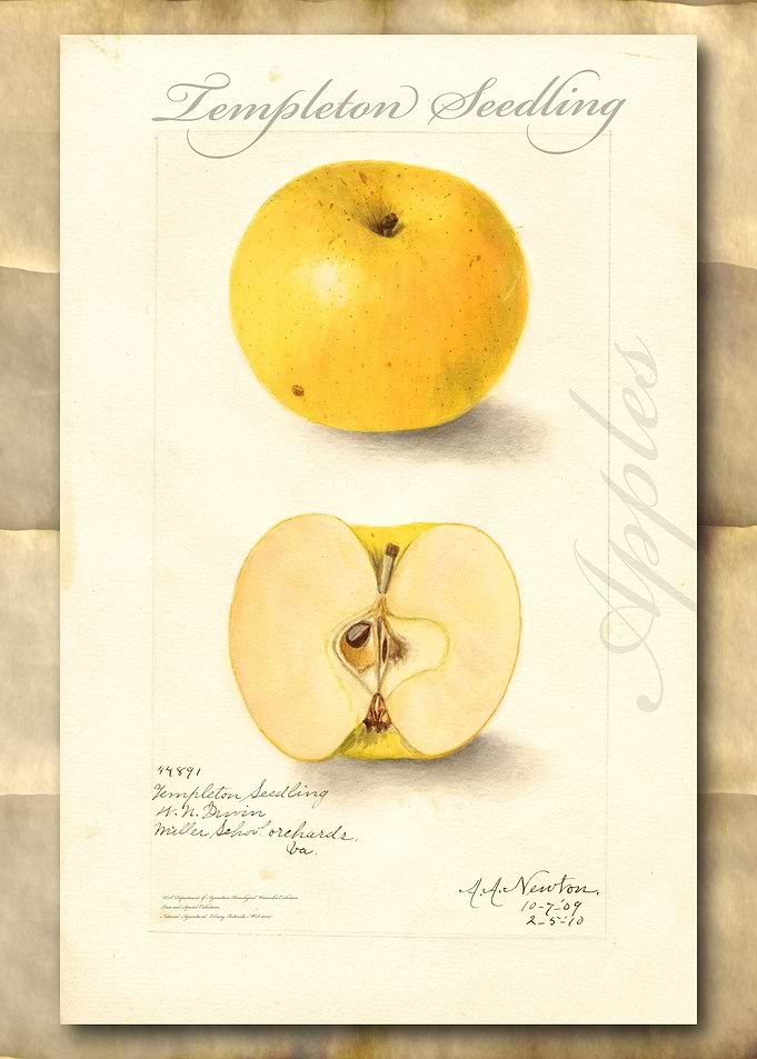 Vintage watercolor apple