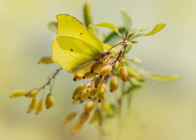 Pretty yellow butterfly