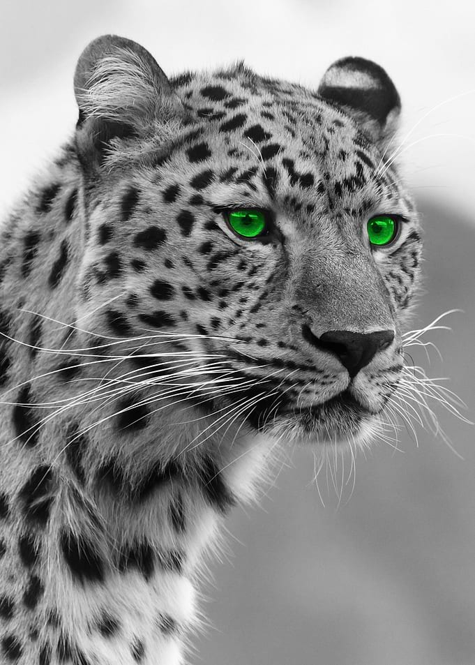 Cheetah with green eyes