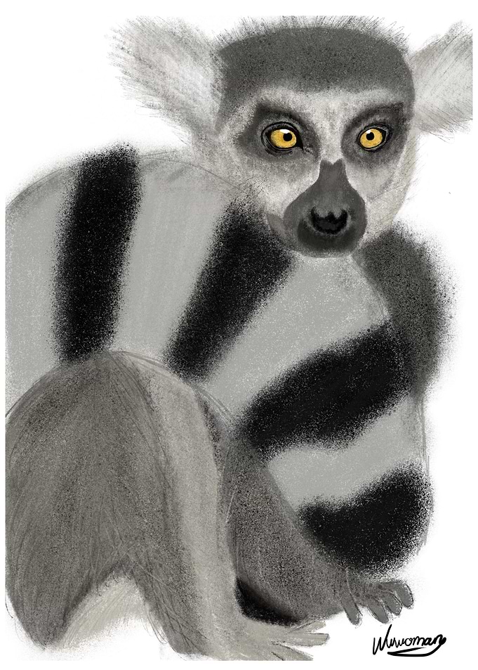 The Lemur