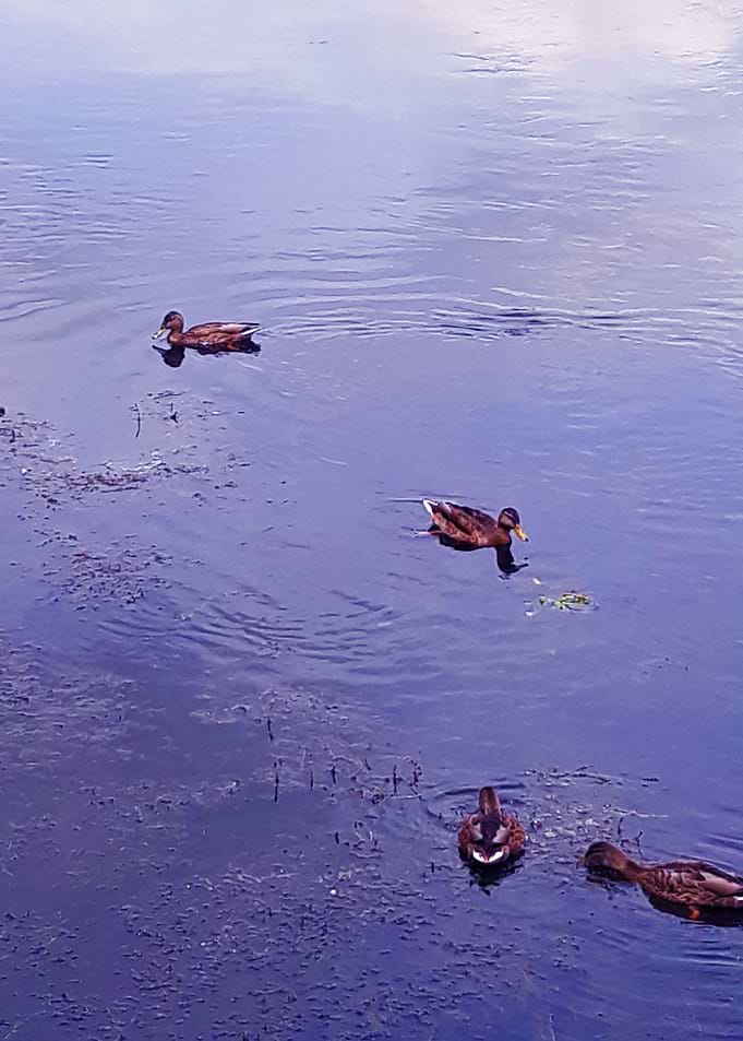 Duck party