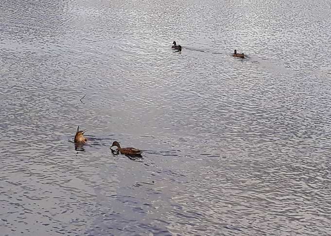 4 Ducks on the river