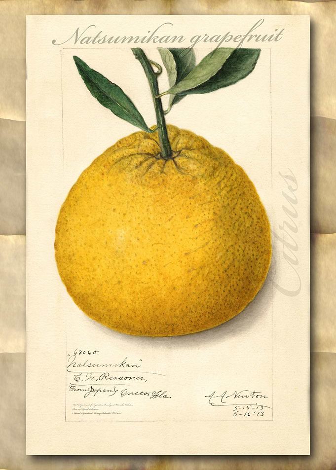 Vintage grapefruit
