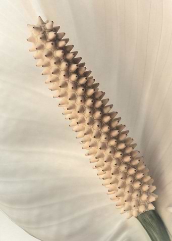 Flower 6