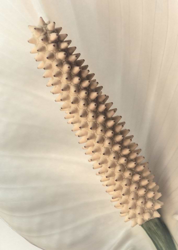 Flower 6