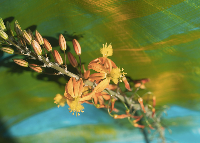 Bulbine on brush strokes