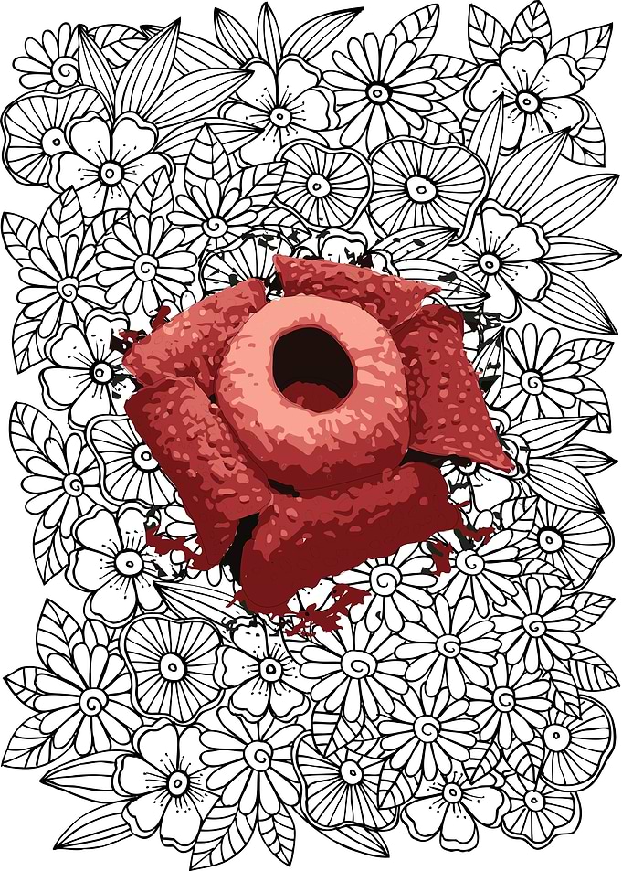 Rafflesia blooming
