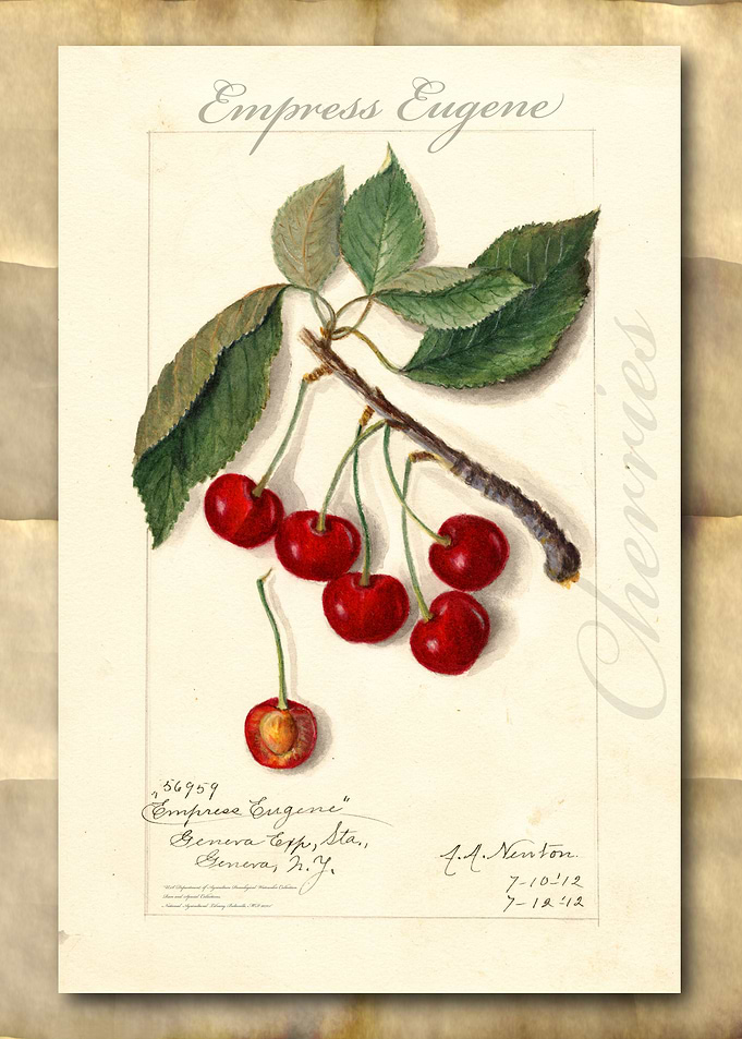 Vintage watercolor cherry