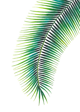 Palm Leaf 2