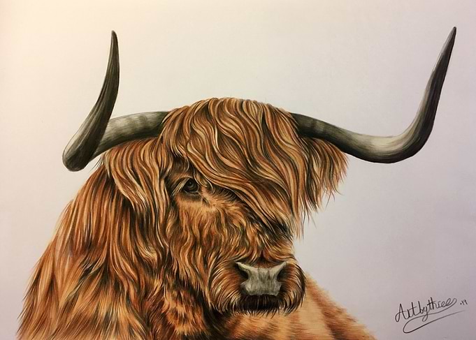 Highland Cow
