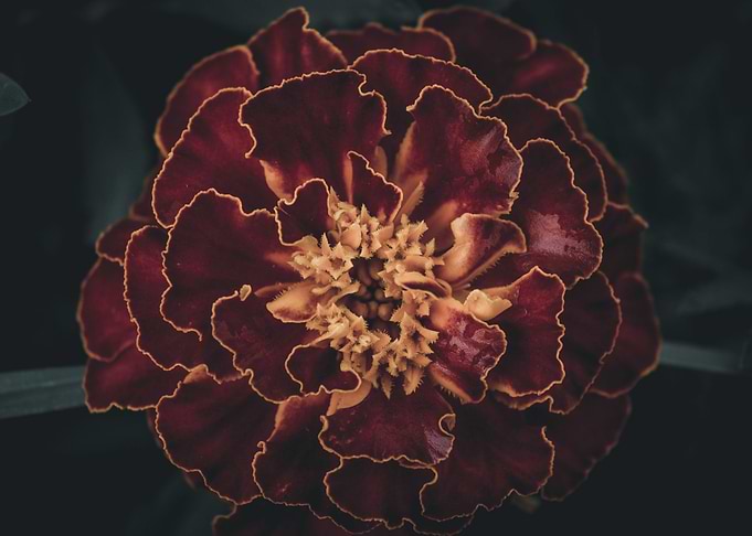 Flower 5