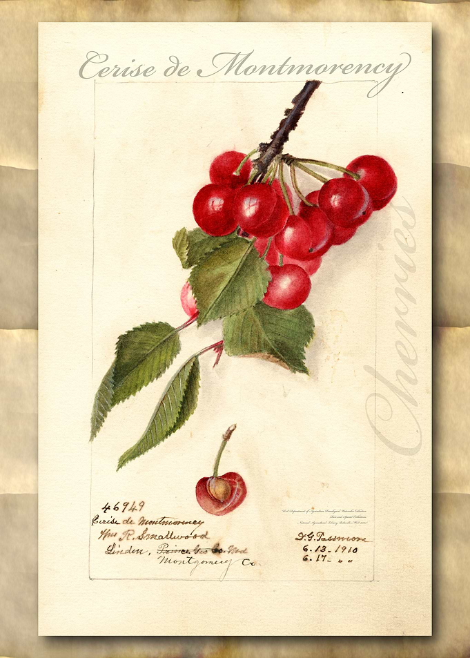 Vintage watercolor cherry
