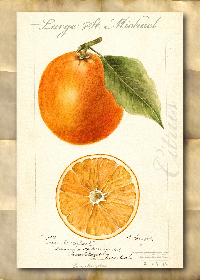 Vintage watercolor orange