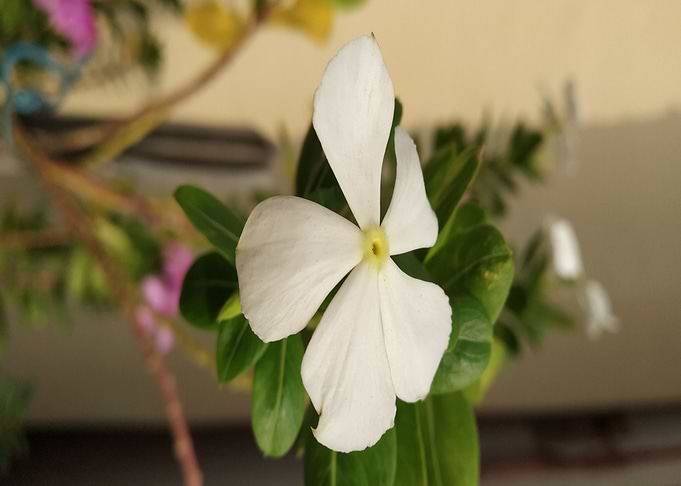Flowering plant