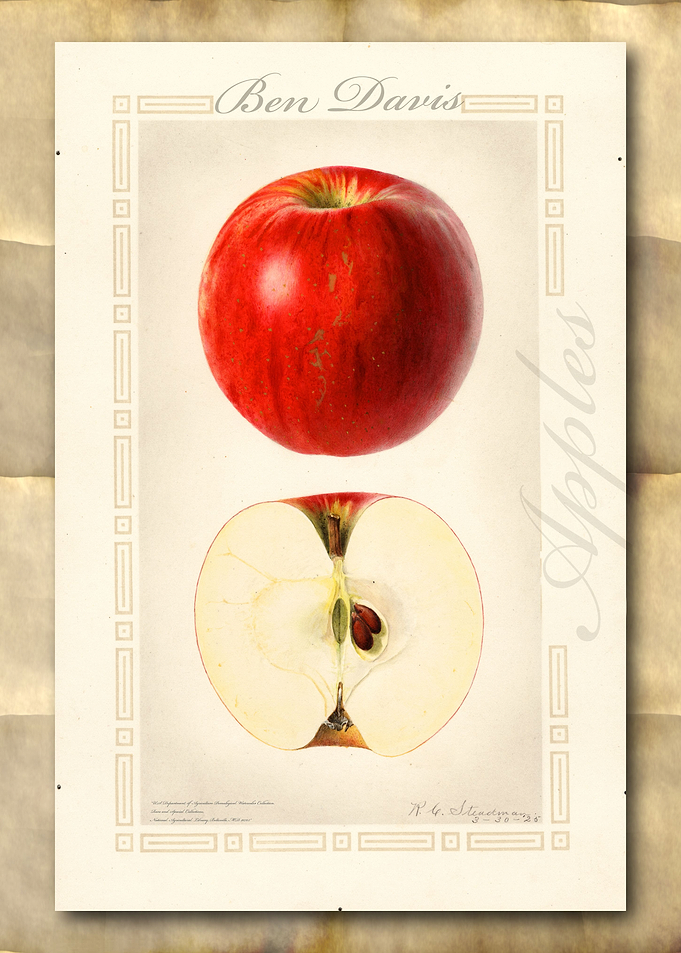 Vintage watercolor apple