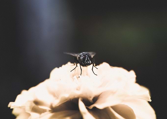 Fly 2