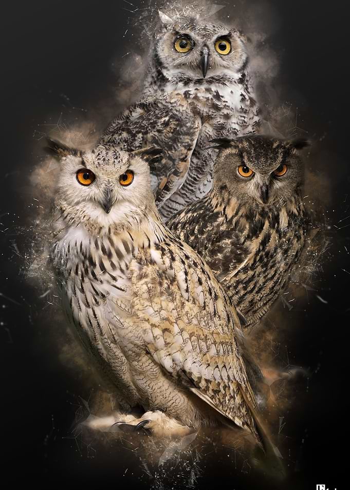 OWLS