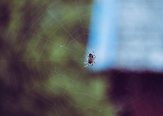 Spider in the web
