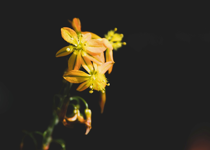 Bulbine flowers