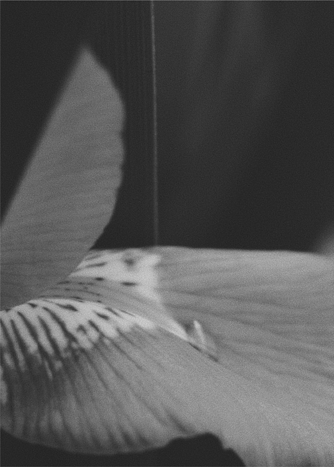 Close Up 2