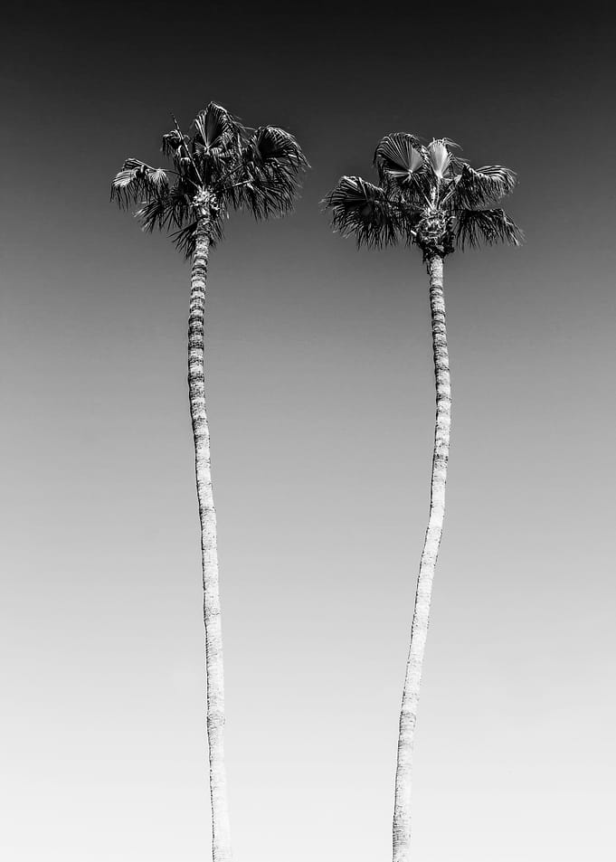 Minimalist Palm trees