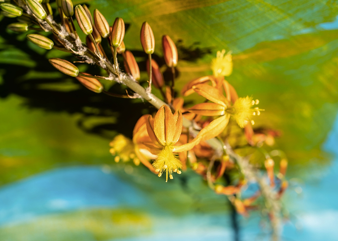 Bulbine on brush strokes