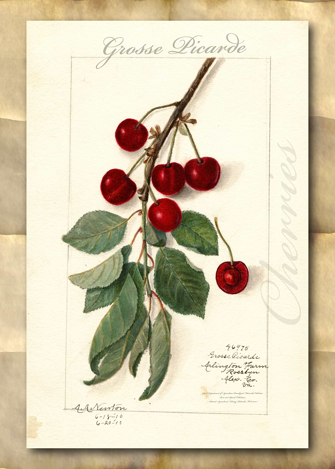 Vintage watercolor cherry