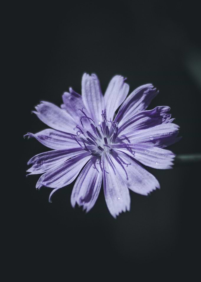 Flower 3
