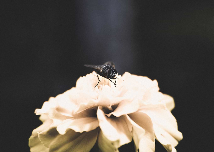 Fly 1