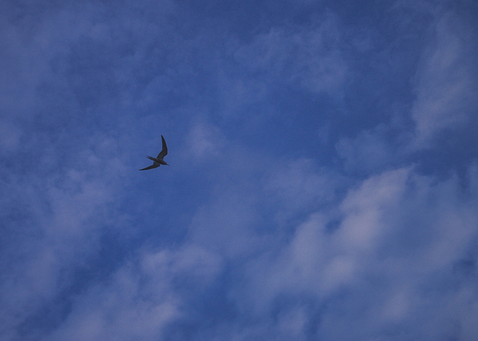 Seagull