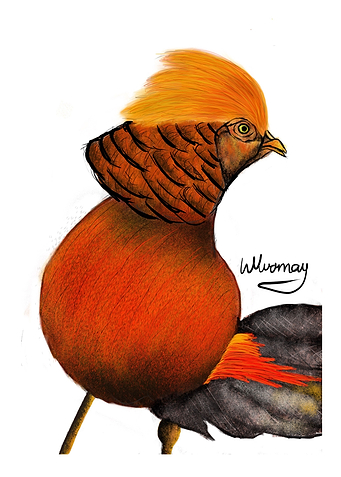 The colorful bird