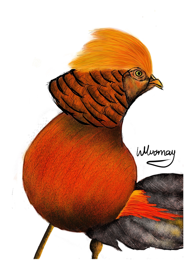 The colorful bird