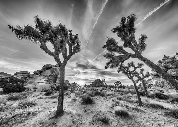 Joshua Tree National Park
