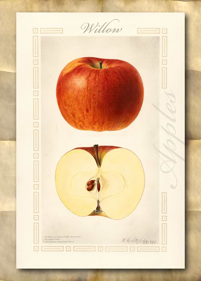 Vintage watercolor apple