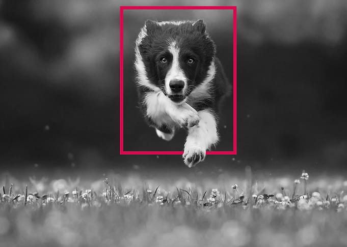 Dog Jumps Over the Frame